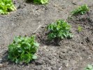 Les plants de patates sortent de terre