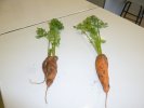 Récolte de carottes dont certaines ont eu une croissance très intime (...)